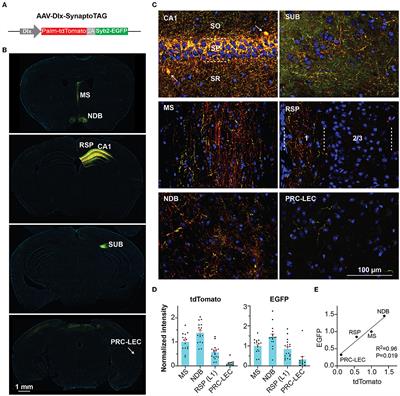 Inhibitory hippocampus-medial septum projection controls locomotion and exploratory behavior